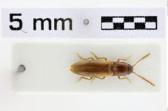 Foto (Dorsalansicht) von Simodactylus pseudopunctatus (Schimmel, 2003)